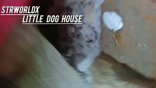 strworldx-vlog little dog cute babes 😍❤️ HOUSE