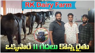 ఒక్కసారే 11 గేదలు కొన్న రైతు | RK Dairy Farm | Biggest Buffalo Dairy Farm | Jaggampeta | #buffalo