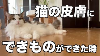 【猫の皮膚にできもの】できた時の決断　ノルウェージャンフォレストキャット