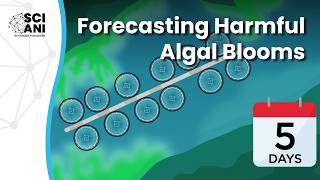 Can computer modelling help predict harmful algal blooms?