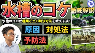 水槽のコケ徹底解説！コケが生える原因と予防法、生えたときの対処方法をプロ目線で解説！