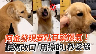 阿金發現要點耳藥爆氣！聽媽改口「用擦的」秒妥協｜黃金獵犬｜寵物狗｜精選影片