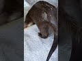 水の中に顔つけるの気持ちいいから邪魔しないでね　桂浜水族館のカワウソの赤ちゃん望みちゃん生後5か月2022年4月