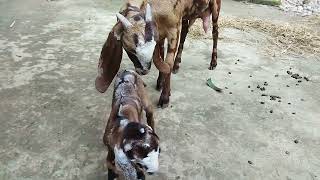 betal/sirohi cross baby goat birth... #betalgoat #sirohigoat #crossgoat