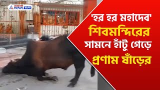 Bull bowing to Lord Shiva | ভগবান শিবের মন্দিরে এসে ষাঁড়ের প্রণাম! দেখলে আপনিও বলবেন 'হর হর মহাদেব'