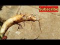 முள்ளங்கி வளர்ப்பு growing radish from seeds to harvest garden vegetableharvest radish