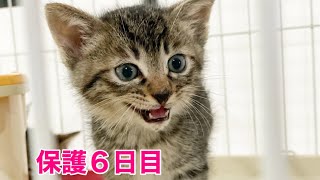 【保護子猫】シマシマ３兄弟保護６日目／コアニちゃんの成長日記生後36日目／【保護猫】コイ母さんのエリザベスカラー／チヤくんの骨折！