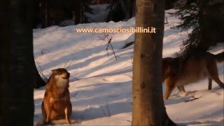 Ululato lupi al tramonto in faggeta innevata - Camoscio sibillini