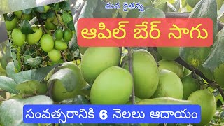 కాశ్మీర్ ఆపిల్ బెర్ సాగు ఆదాయం బాగు | successful story of kashmir apple ber cultivation | red apple