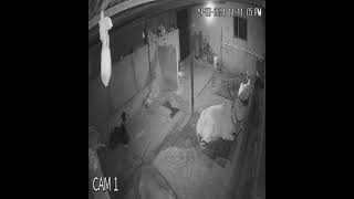 CCTV CAMERA FOR ANIMAL SHADE IN NIGHT VISION