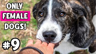 9 Super Strange Things ONLY Female Dogs Do (You Won’t Expect #6!) ⚡🐕