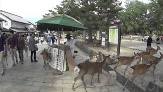 奈良公園の鹿vs鹿せんべい屋