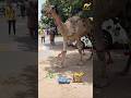 Camel Qurbani On Eid By Babar Qasai 2025