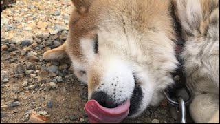 むにゃむにゃする柴犬