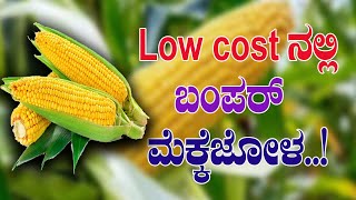 Organic maize farming, simple way of cost cutting..! ಸಾವಯವದಲ್ಲಿ  ಮೆಕ್ಕೆಜೋಳ