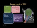 orbit anatomy on ct and mri made easy