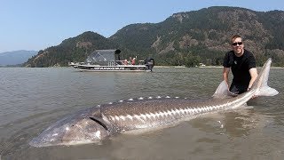 Catch and Cook Sturgeon!!! How to catch giant sturgeon --