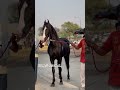 9🕰️ champion stallion ramu sire by mosam g sire tuffan ❤️subscribe channel ✅ trending video like