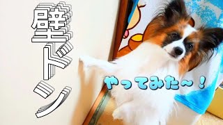 賢い犬は壁に手をつく．．．！?らしい【パピヨン】【犬壁ドンチャレンジ】