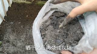 楼顶种菜，从播种到吃只需要20天，从老农那学的秘诀，看看