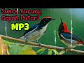 Suara Pancing Burung Cabean merah | Burung Cabai Merah | Sepah Puteri | Chirp of Birds