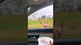 The deer threw an ostrich