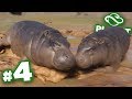 A Hippo Mud Party!!! - Planet Zoo | Ep4 HD