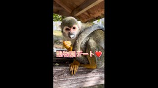 大牟田市動物園デート❤️#可愛くてごめん #shorts