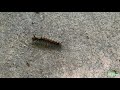 매미나방 애벌레 유충 기어가는 중 gypsy moth larva