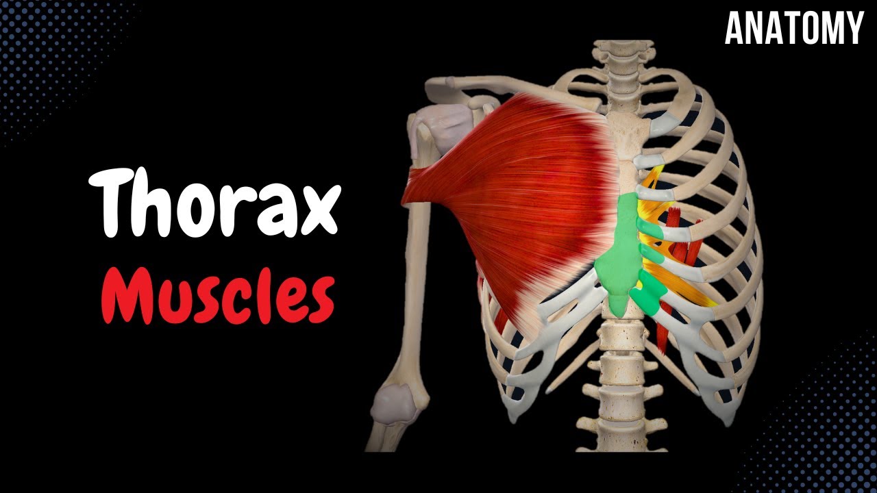 Muscles Of The Thorax (Origin, Insertion, Function) - YouTube