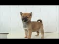 【豆柴】子犬　1 4　男の子♂1　摂州宝山荘　mameshiba dog puppy （mame shiba inu