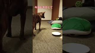 やはり、バヂロウは馬鹿なのかな。。。。このミッションをクリアする事が出来ません!　#猟犬 #単独猟 #単独忍猟 #ヤマイヌ