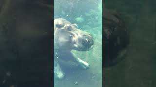 Fiona chases Fritz, then she poops @cincinnatizoo