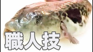 トラフグ捌き方第3弾！活魚のトラフグを捌きます！