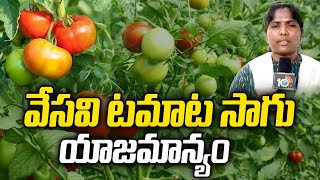 Tomato Farming In Summer | వేసవి టమాట సాగు - యాజమాన్యం | Matti Manishi | 10TV Agri