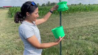 Ontario Diagnostic Day 2: Managing soybean seed quality and controlling western bean cutworm