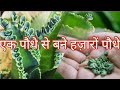 Propagation of mother of thousands plant from plantets / How to Grow a month of thousands plant