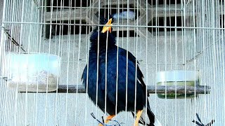 សារិកាកែវចេះនិយាយ, Myna Speak Khmer, 🐦 Lovely Myna Birds #3