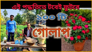 নার্সারী থেকে গোলাপ গাছ কিনে এনে টবে কীভাবে লাগাবেন। এক একটি গাছ থেকে 100 টি করে ফুল পাবেন Rose care