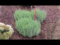 David's TIPS & TRICKS For Growing Gorgeous Lavender Plants - (Part One) Spring Trimming
