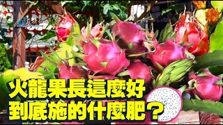 火龍果長這麼好，到底施的什麼肥？