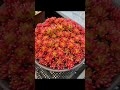 【多肉植物】今年の紅葉も綺麗です✨ 多肉植物 紅葉 shorts