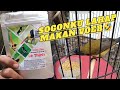 Tutorial melatih Sogon makan voer Vietnam‼️Cukup 3 hari👍