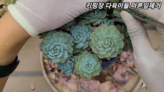 키핑장 다육이들 마른잎 떼어줘요