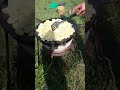 unrealistically tasty potatoes Нереально смачна картопля niesamowity smak ziemniaków.🤤😋🤤