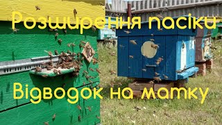 Розширення пасіки: відводок на матку.