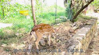 02卡蹓馬祖五日遊跳島攻略~台灣趴趴走推薦「夢幻北竿」必遊景點~