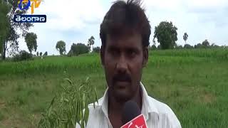 JaiKisan TS | 18th Aug '17 | నాసిరకం పచ్చిమిర్చి విత్తనాలు - న్యాయంచేయాలని ఓరుగల్లు రైతుల డిమాండ్‌.