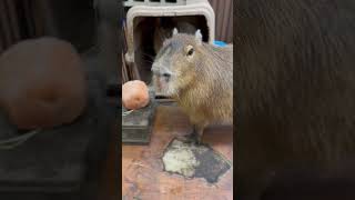 カピバラは激怒💢した #capybara