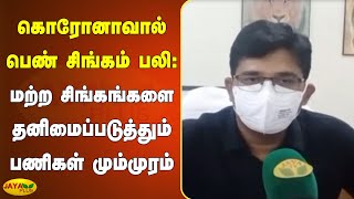 கொரோனாவால் பெண் சிங்கம் பலி: மற்ற சிங்கங்களை தனிமைப்படுத்தும் பணிகள் மும்முரம் | Vandalur Lion COVID